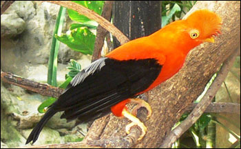 Guyanese cock of the rock